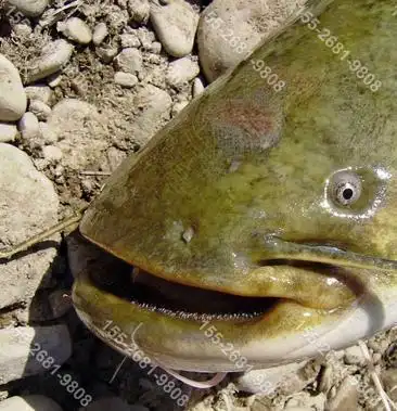 怀头鲶大口鲶鱼产地批发,怀头鲶鱼产地货源,怀头鲶鱼供应商