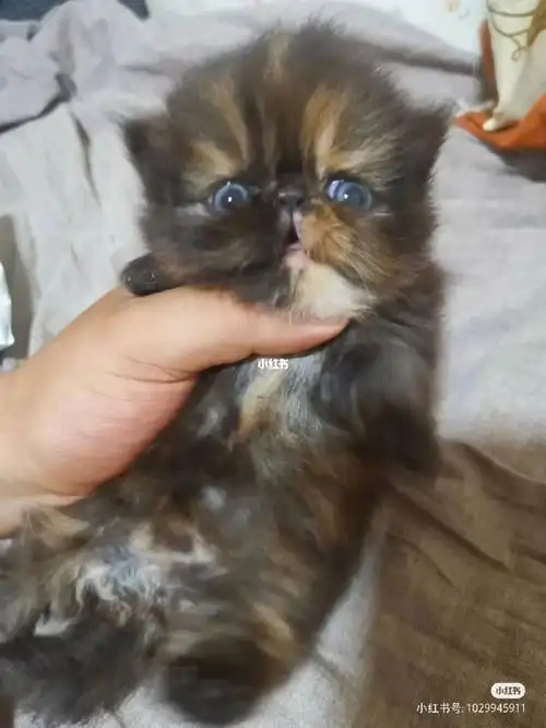 玳瑁色长毛加菲找主人