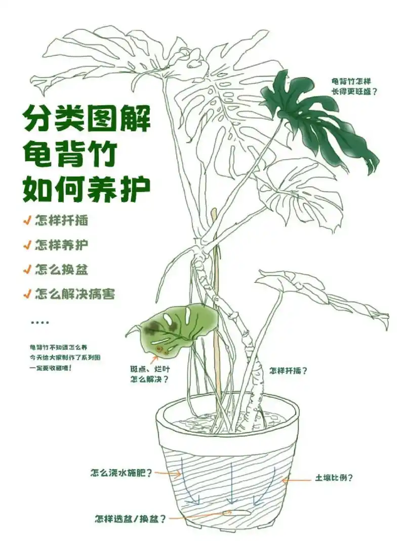 深度养护龟背竹的经验之谈.