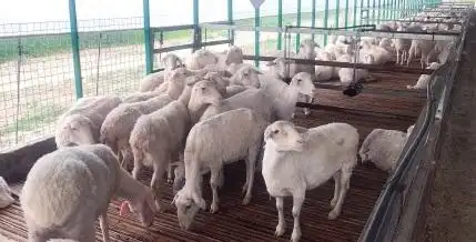 4月20日,走进位于陕西省西安市阎良区的兴隆种羊基地,微风吹拂着杨柳