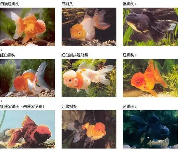 金鱼有什么品种?请上图片.
