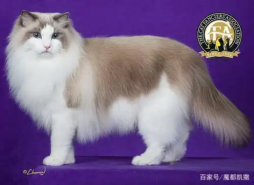 国际赛:英超第二名 布偶猫,雄性