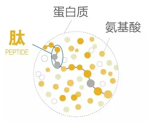 胜肽 多肽为什么又叫胜肽呢_百科-思特网