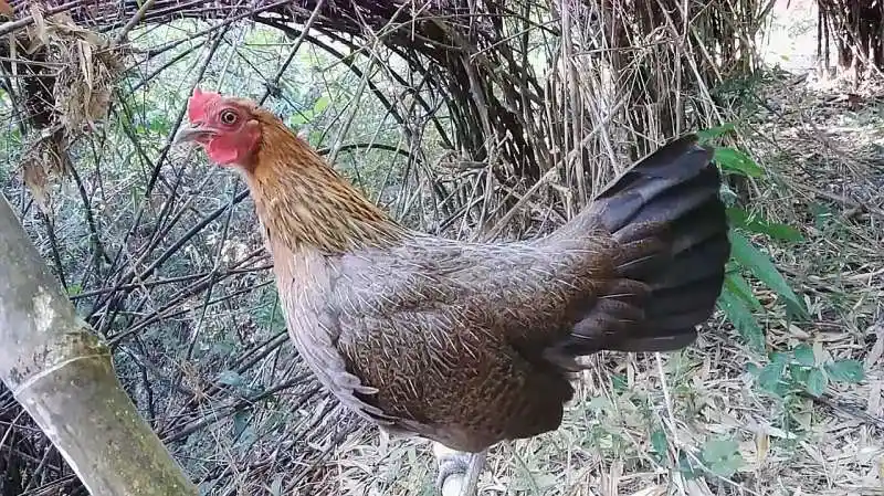 清晰响亮的母原鸡叫声听听和家里养的母鸡有什么不同