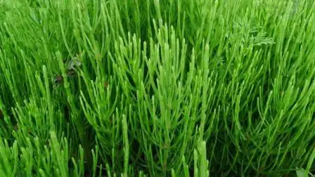 荆草为什么又被称之为黄金草?这个作用,比黄金还要令人兴奋!