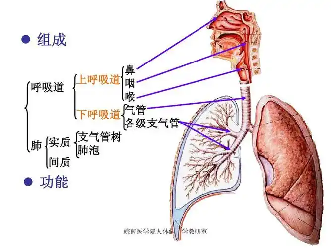 系统解剖学课件 呼吸系统ppt