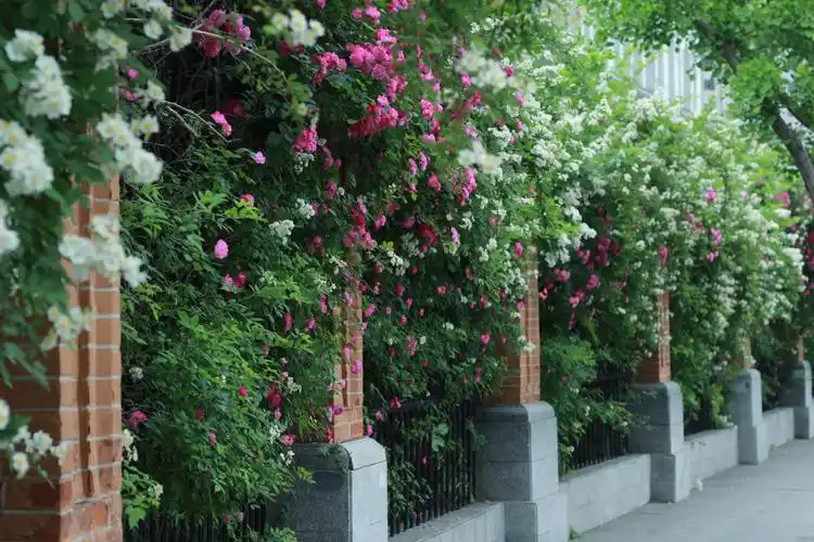 同济的蔷薇花墙