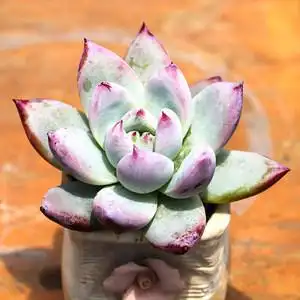 高档北极熊稀有品种精品贵货多肉小植物肉肉组合盆栽原始卡罗拉包