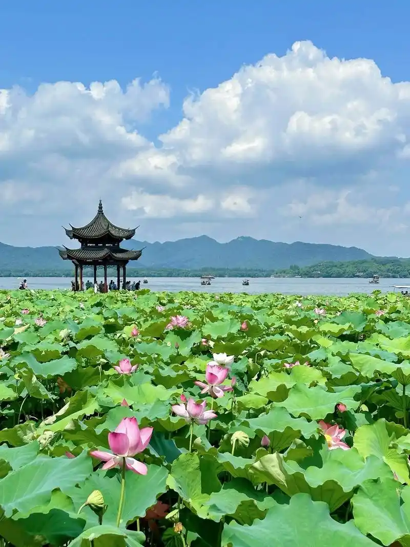 超40度的高温天,探访西湖荷花地图.杭州已连续多天发布预警