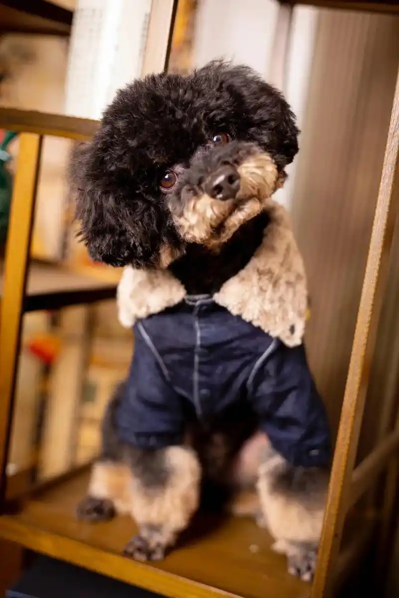 泰迪.铁包金的泰迪少见吧,下一盘啊96#宠物摄影 #泰迪 # - 抖音