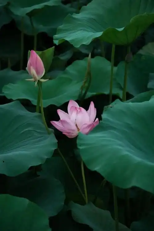 绿色02还有百搭鸡尾酒的小青柠,光颜色就让人觉得活力十足的橙子,晒足