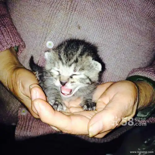 中华田园猫 土猫