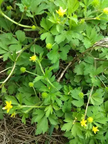 音máo gèn 别名鱼疔草,鸭脚板,野芹菜,山辣椒,老虎脚爪草,毛芹菜,起