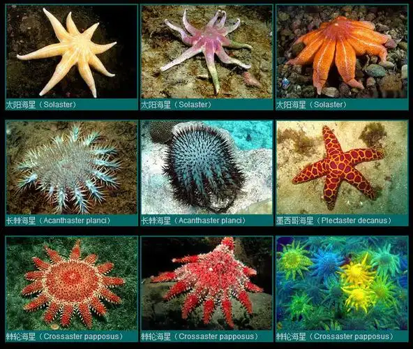 海星