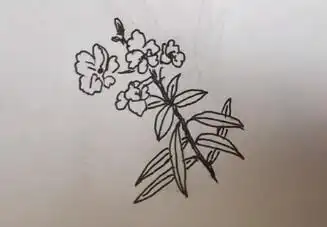 夹竹桃简笔画夹竹桃怎么画教程