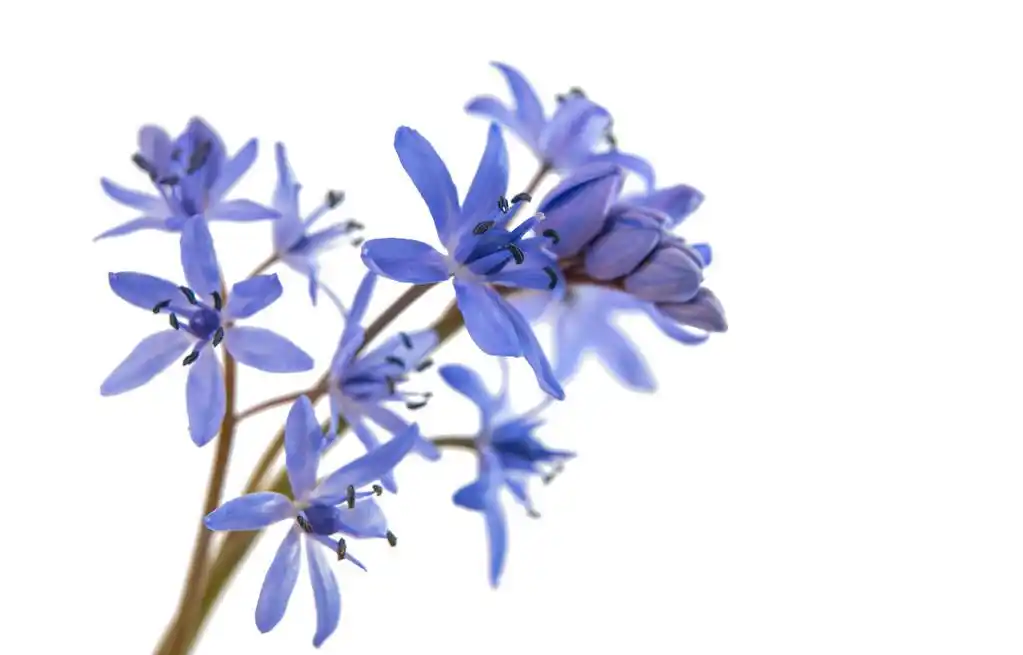 雪花莲蓝色 ,蓝白色的背景上的雪莲花