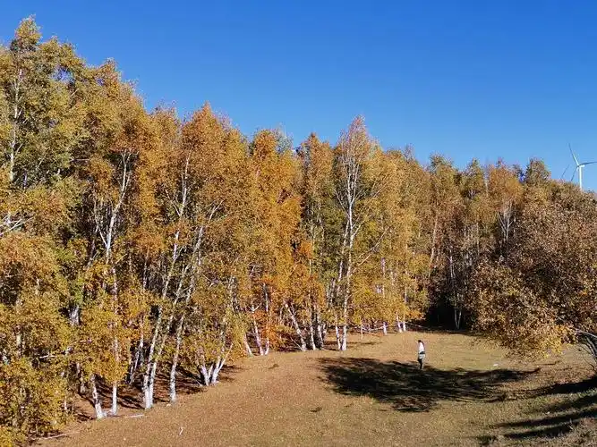 承德行之塞罕坝林场一坝上草原(2020.9.19)