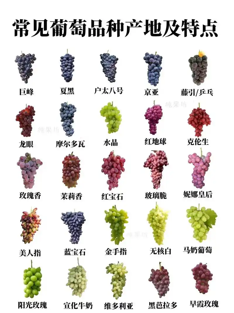 超详细25种常见葡萄品种说明书,你吃过吗.葡萄,是中国最早一 - 抖音