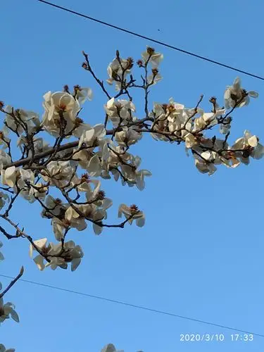 2020春天上街左照公园景色(2)