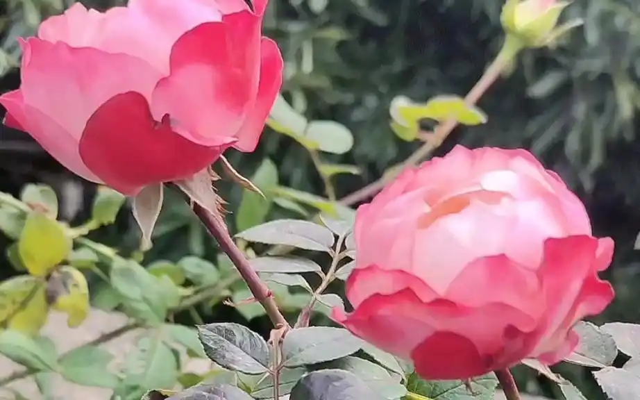 美丽的乡愁月季,你知道它有哪些优缺点吗?