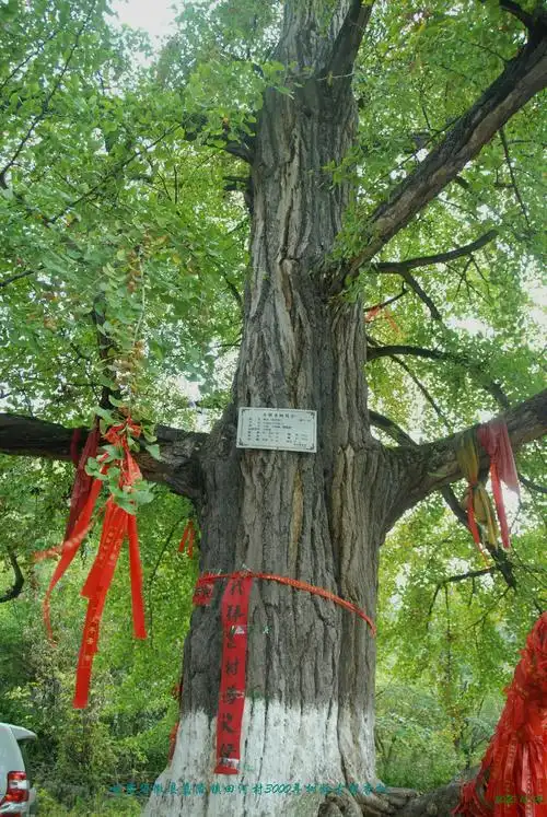 其它 满树璀璨不负秋——中国国树银杏 写美篇中华