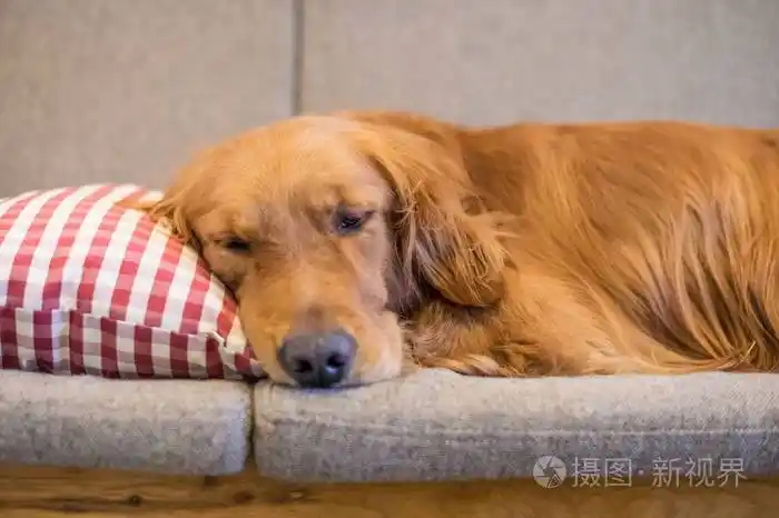 金毛寻回犬睡在沙发上