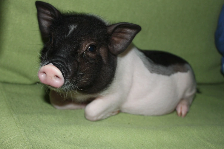 网友网购宠物小香猪,半个月后称烤乳猪真的香,店主都要气疯了