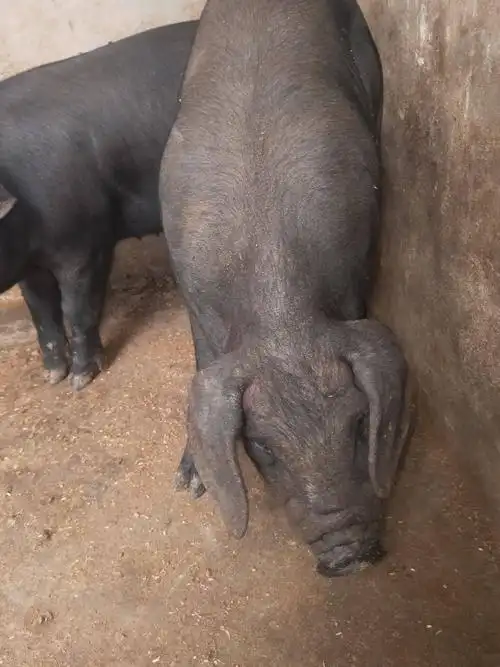 品种名:太湖猪 品种名:太湖猪 重量:20-25斤 用途:作种 公母:母猪