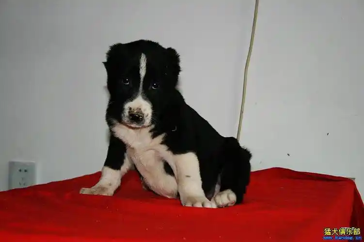 五只中亚小公都是黑白花45天接受预定