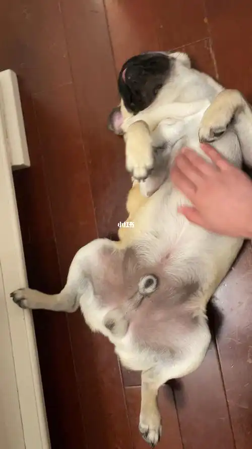 我家宠物好可爱  #巴哥犬的日常  #巴哥  #pug #萌宠巴哥  #狗狗翻