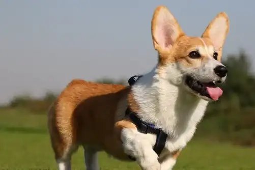 狗狗智商排行榜边牧不好意思我也不知道自己这么聪明