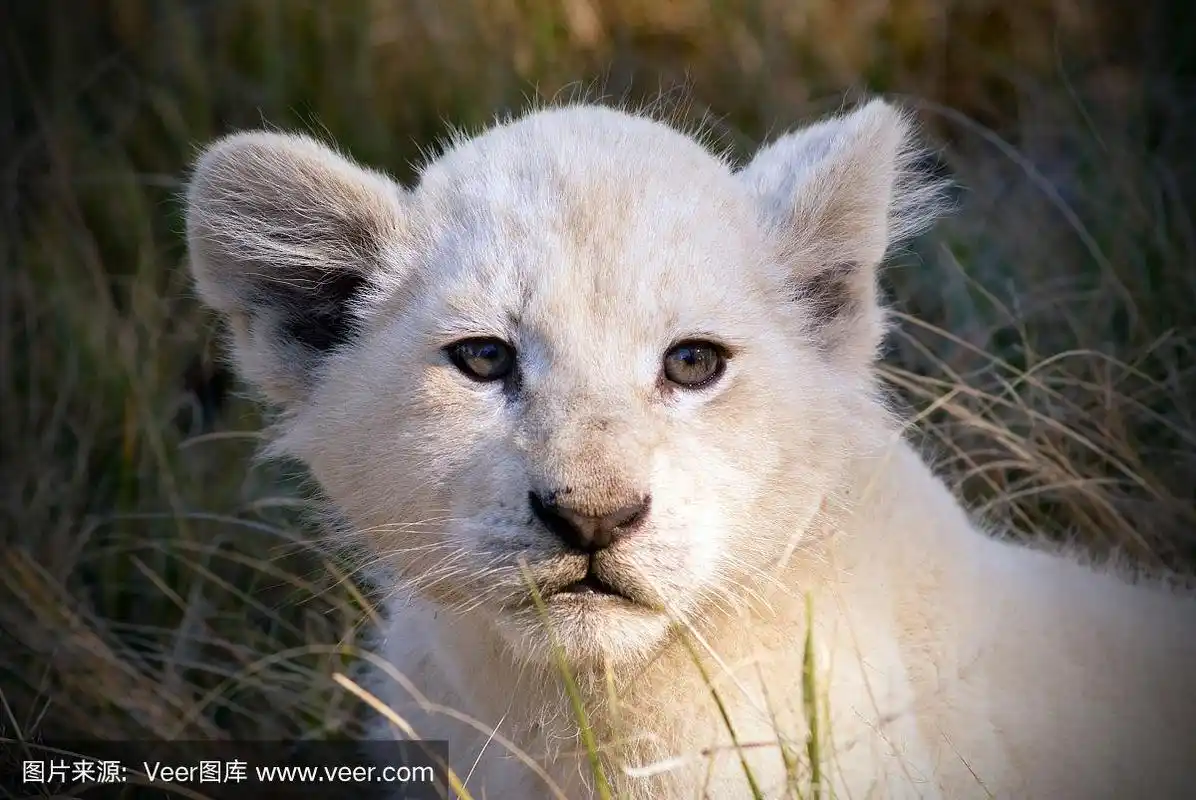 白狮幼崽
