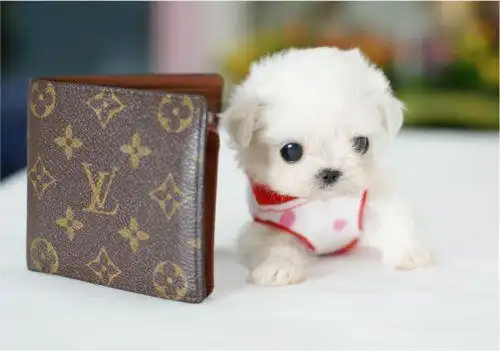 超萌超可爱茶杯狗狗