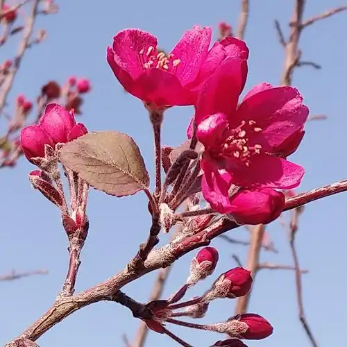 深秋神奇的海棠花开了