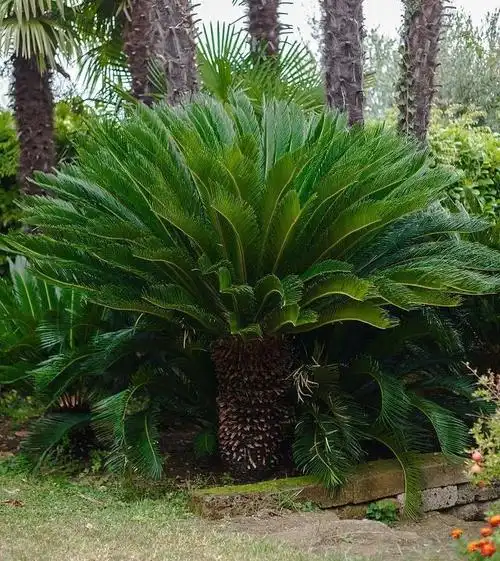 苏铁您会种植吗?掌握这些小知识,不论客厅还是书房统统变优雅