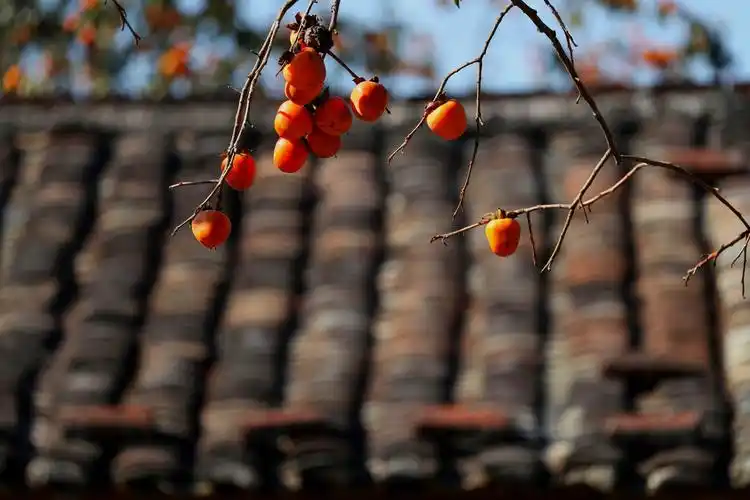 写美篇  随着天气变凉,从化桂峰山流溪河源头一带300多亩的柿子树逐渐