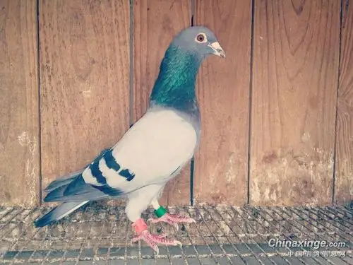 包括我曾经打拼的年代,人走到哪里,白爪鸽子鸽子爪子图片信鸽十爪全白