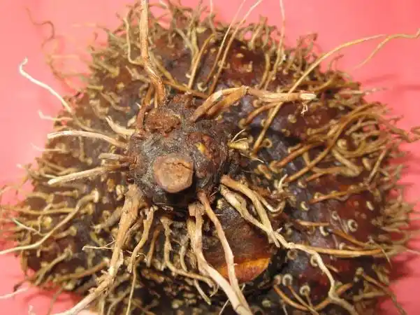 黄药子的功效与作用