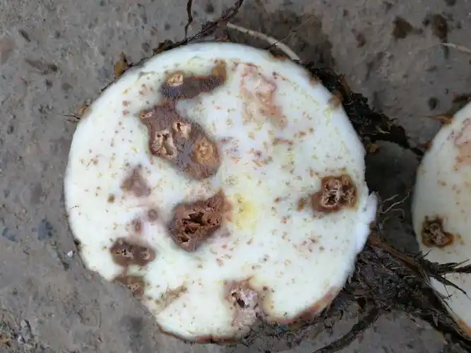 芋头烂成这样什么问题怎么办