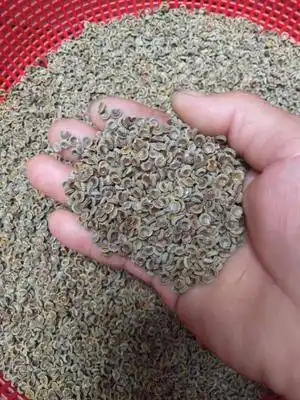 广西正宗高山粉防己种子干货