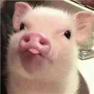 微信头像猪头图片,可爱萌猪头图片头像大全