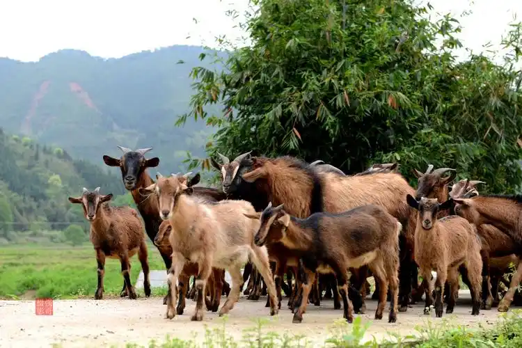 【武夷山黄羊摄影图片】武夷山生态摄影_太平洋电脑网摄影部落