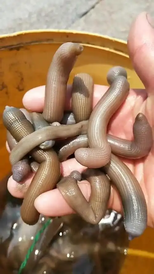 沙虫也叫沙肠学名方格星虫.营养价值非常高.