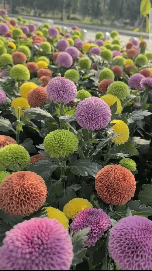 赏金菊,来周至——秦岭国家植物园_菊花_品种_花朵
