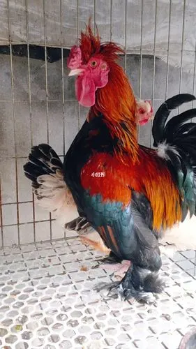 吉祥如意红元宝优质观赏鸡