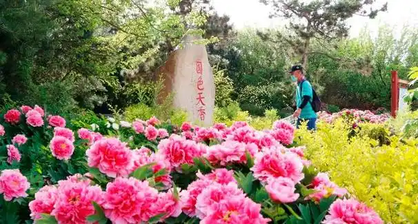 4月13日,洛阳国际牡丹园俨然成了牡丹花的世界,一株株,一片片牡丹花