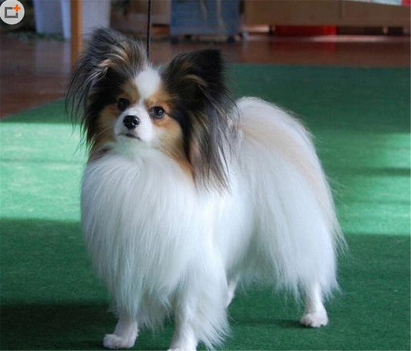 官方推荐犬舍精品赛级精品出售蝴蝶犬珠海