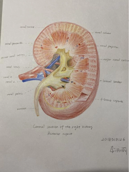 创新学院神笔小红医之手绘解剖图谱比赛圆满结束