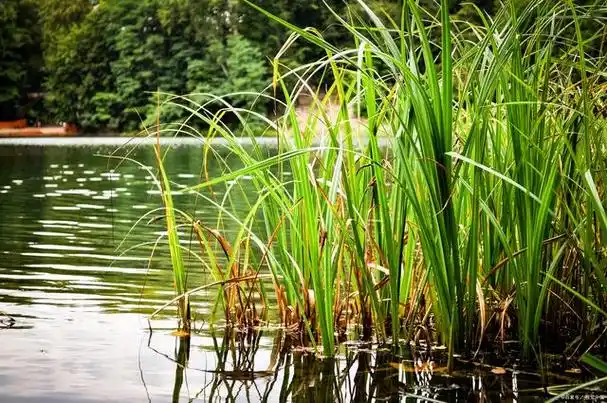 水烛是常见的挺水植物,香蒲属植物的形象在湿地植物里辨识度非常高