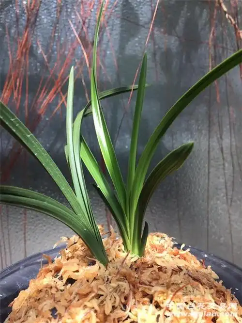 王氏素荷-蕙兰篇-兰花交易网论坛